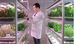 В Югре исследуют технологии круглогодичного выращивания зелени