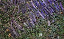 Хантымансийцу грозит лишение свободы за вылов краснокнижной рыбы