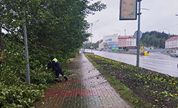 Почти 30 деревьев повалил сильный ветер в Ханты-Мансийске