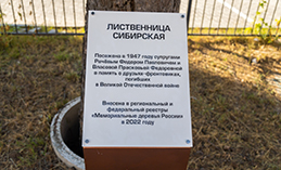 Ханты-мансийская лиственница стала Мемориальным деревом России