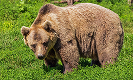 В Самаровском чугасе рассказали, сколько медведей живёт в природном парке