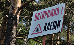 Болезнь Лайма. Важно быстро начать лечение