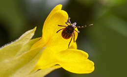 Напоминаем о мерах профилактики клещевого вирусного энцефалита