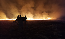 Площадь пожара вдоль СОТ «Фиалка» составила 200 гектаров