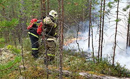 Пять лесных пожаров потушили в Югре за неделю