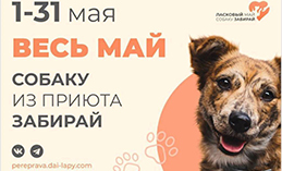 В Югре проходит акция помощи собакам из приютов