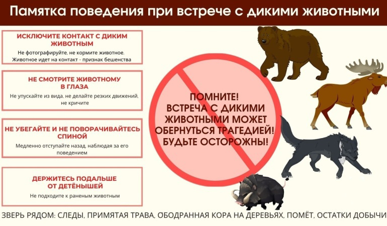 дикие звери.jpg