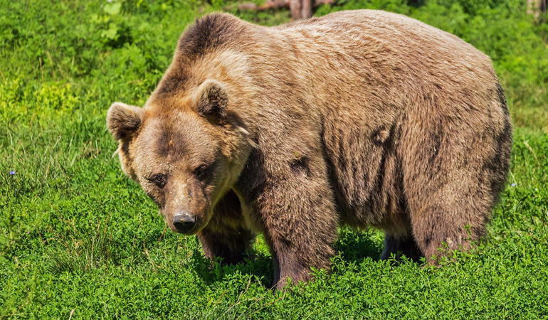 bear bear_inside.jpg