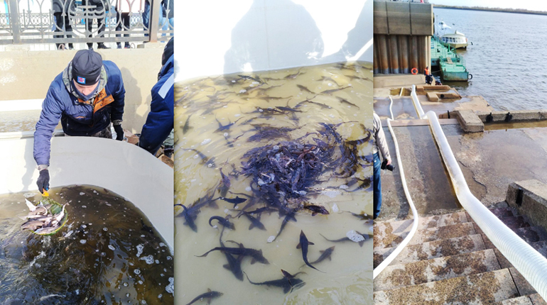 Сибирский осётр fish_inside.jpg