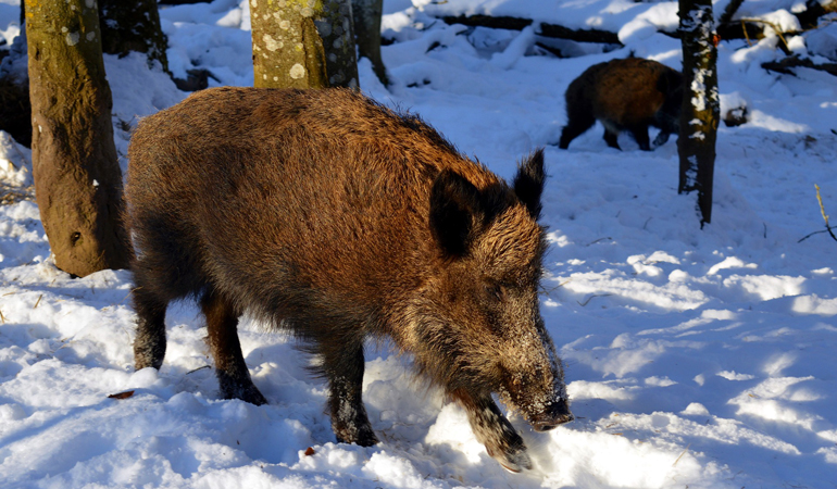 boar boar_inside.jpg
