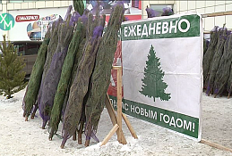 ГЛАВНОЕ: В городе открылись ёлочные базары