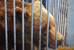 Звери жду Вас в гости