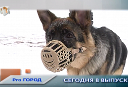 Новости Ханты-Мансийска 26.02.20