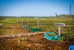 в Ханты-Мансийском районе выращивают ягоды