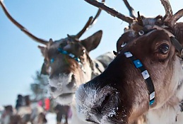 В Югре появился новый этно-тур «Живая легенда Югры»