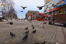 Международный день птиц