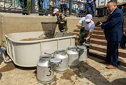140 тысяч мальков сибирского осетра выпустили в Иртыш 