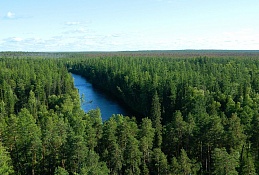 Сохранить югорские леса пытаются с помощью флешмоба
