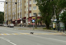 Нелегальные хостелы не обнаружены