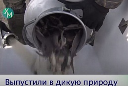 ГЛАВНОЕ: Рыбный четверг в Ханты-Мансийске