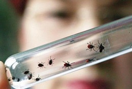 Ханты-Мансийск лидирует по количеству обращений по поводу присасывания клещей