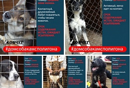 Хантымансийцы в социальных сетях пытаются спасти жизни брошенных собак