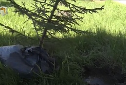 Посадка деревьев в Самаровском чугасе