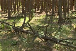 В городе вырубают сухостой